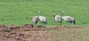 Türkülere konu olan turnalar Tunceli'de görüntülendi