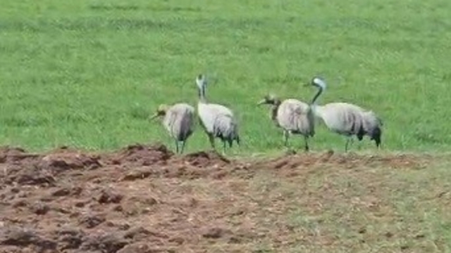 Türkülere konu olan turnalar Tunceli'de görüntülendi