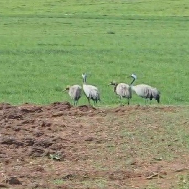 Türkülere konu olan turnalar Tunceli'de görüntülendi