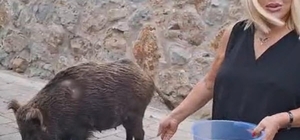 Şarkıcı Safiye Soyman, kapısına gelen yaban domuzunu cevizle besledi