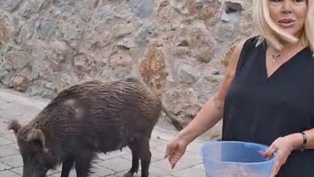 Şarkıcı Safiye Soyman, kapısına gelen yaban domuzunu cevizle besledi