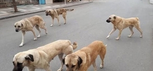 Sahipli hayvanını terk edene 108 bin TL ceza
