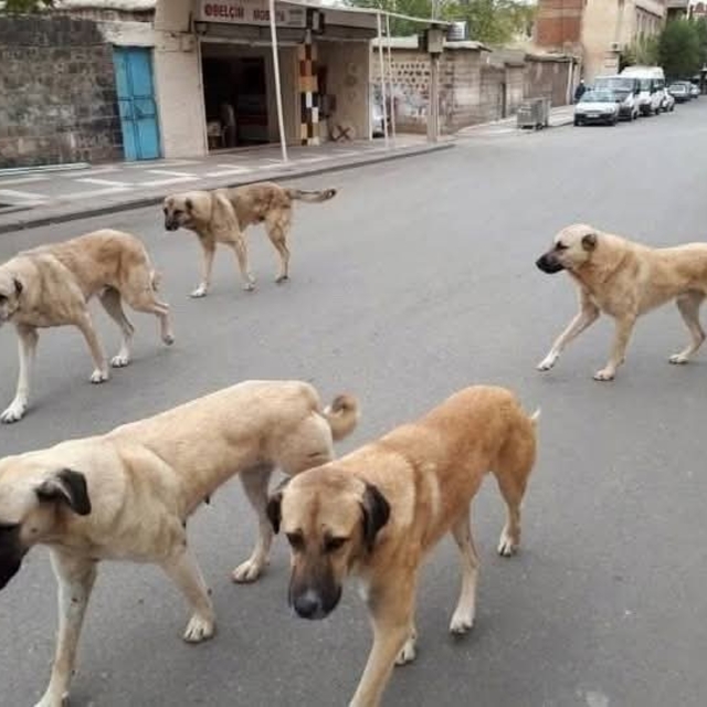 Sahipli hayvanını terk edene 108 bin TL ceza