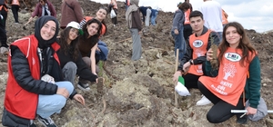 Manisa'da yanan alanlar yeniden yeşeriyor Manisa'da 13 noktada 30 bin fidan toprakla buluşacak