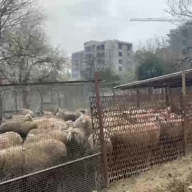 Ahırda çıkan yangında çok sayıda hayvan telef oldu