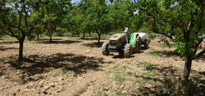 Kayısı üreticilerine manolya hastalığı uyarısı