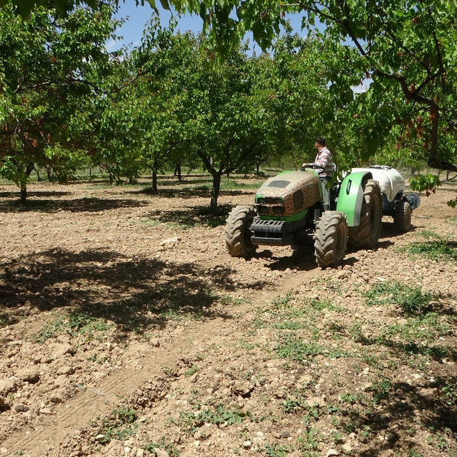 Kayısı üreticilerine manolya hastalığı uyarısı