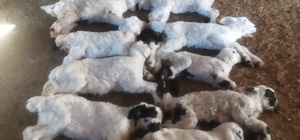 Erzincan’da kuzu telefleriyle ilgili numuneler laboratuvara gönderildi