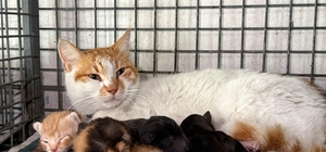 Gebe köpek öldü, yavrulara anne kedi sahip çıktı