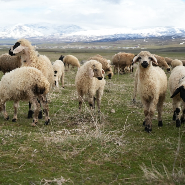 Muş Ovası kuzu sesleriyle şenlendi