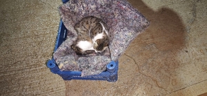 Hatay'da su gider kanalında mahsur kalan kedi ve yavruları kurtarıldı