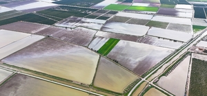 Çukurova'yı yağmur vurdu: Tarım arazileri sular altında Aşırı yağmur, tarım arazilerini sular altında bıraktı