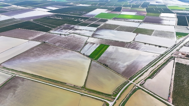 Çukurova'yı yağmur vurdu: Tarım arazileri sular altında
Aşırı yağmur, tarım arazilerini sular altında bıraktı