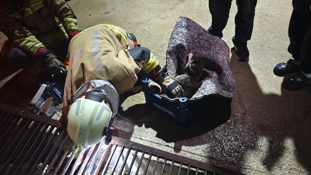 Su giderine yavrulayan anne kedi ve yavrularını itfaiye kurtardı