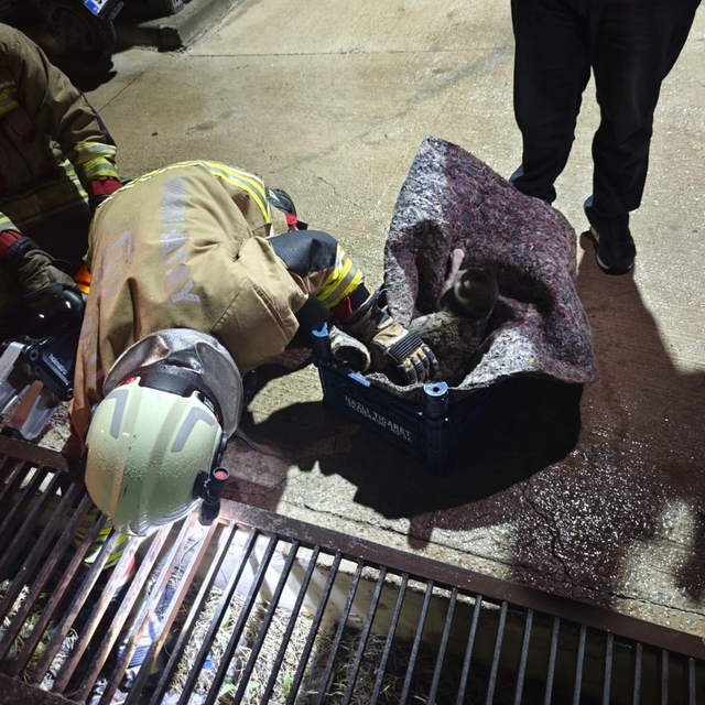 Su giderine yavrulayan anne kedi ve yavrularını itfaiye kurtardı