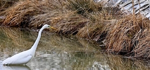 Erzincan’da büyük ak balıkçıl beslenirken görüntülendi
