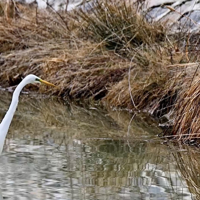 Erzincan'da büyük ak balıkçıl beslenirken görüntülendi