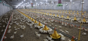 Devletten aldığı destekle ikinci çiftliğini açtı Devlet desteği olmasa hayal dahi edemezdik dedi, kazandığı parayla yeni çiftlik açtı Açtığı tavuk çiftliğinde, yıllık 360 ton tavuk üretimi gerçekleştiriyor