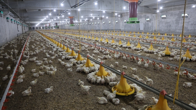 Devletten aldığı destekle ikinci çiftliğini açtı
Devlet desteği olmasa hayal dahi edemezdik dedi, kazandığı parayla yeni çiftlik açtı
Açtığı tavuk çiftliğinde, yıllık 360 ton tavuk üretimi gerçekleştiriyor