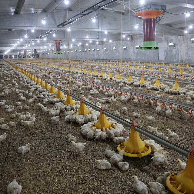 Devletten aldığı destekle ikinci çiftliğini açtı
Devlet desteği olmasa haya...