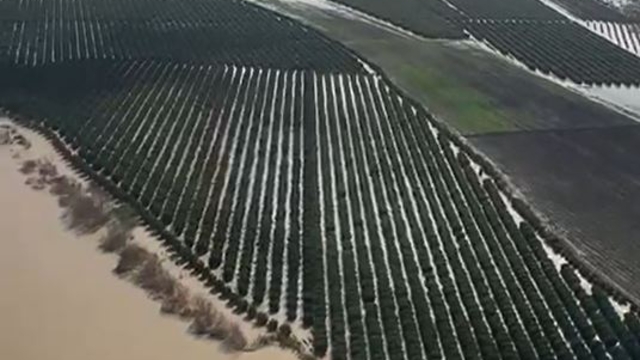 Adana'da tarım arazileri su altında kaldı; 'Üreticiler yeniden ekim yapacak'