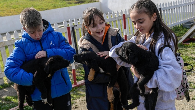 İzmir'de 2 bin 300 patili yuva bekliyor