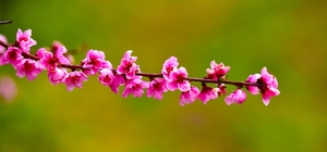 İznik Ovası'nda bahar şöleni : Şeftali bahçeleri kartpostallık görüntüler oluşturdu