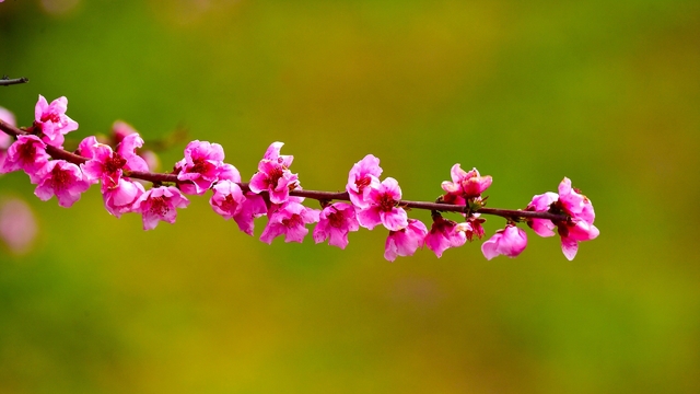 İznik Ovası'nda bahar şöleni : Şeftali bahçeleri kartpostallık görüntüler oluşturdu