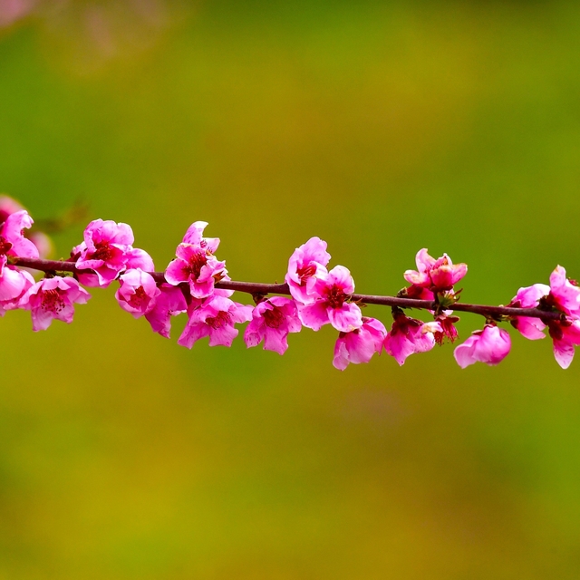 İznik Ovası'nda bahar şöleni : Şeftali bahçeleri kartpostallık görüntüler o...