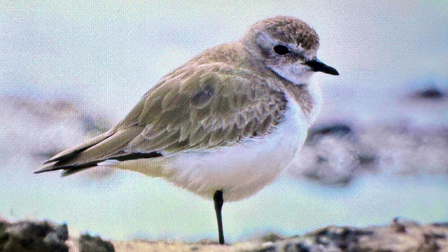 Antalya'da renkli bahar göçü; 3 günde 103 tür