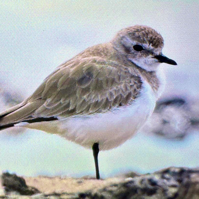 Antalya'da renkli bahar göçü; 3 günde 103 tür