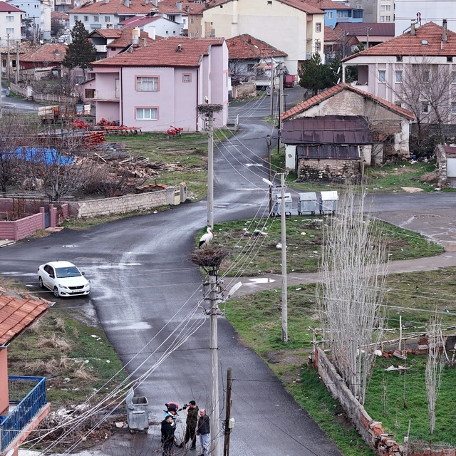 Mahallenin maskotu oldular, baharla birlikte yuvalarına döndüler