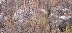 Sivas’taki vahşi yaşam, Milli Parklar kamerasına yansıdı