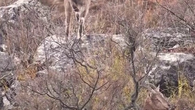 Sivas'taki vahşi yaşam, Milli Parklar kamerasına yansıdı