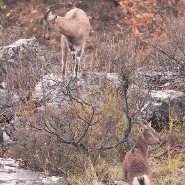 Sivas'taki vahşi yaşam, Milli Parklar kamerasına yansıdı