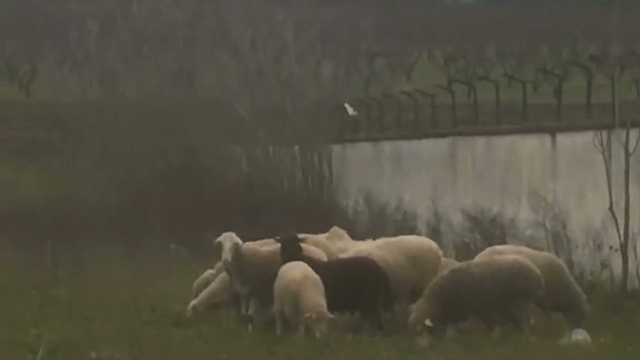 Çoban sesiyle herkesi mest etti