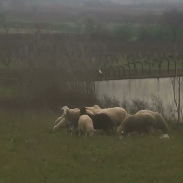 Çoban sesiyle herkesi mest etti