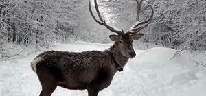 Kuzuyayla'da tatilcilere kar ve kızıl geyik sürprizi Kar kalınlığının 50 santimetreyi bulduğu Kuzuyayla tatilcileri ağırladı