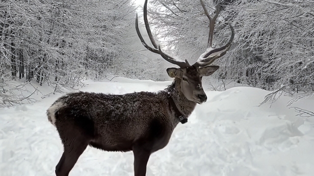 Kuzuyayla'da tatilcilere kar ve kızıl geyik sürprizi
Kar kalınlığının 50 santimetreyi bulduğu Kuzuyayla tatilcileri ağırladı
