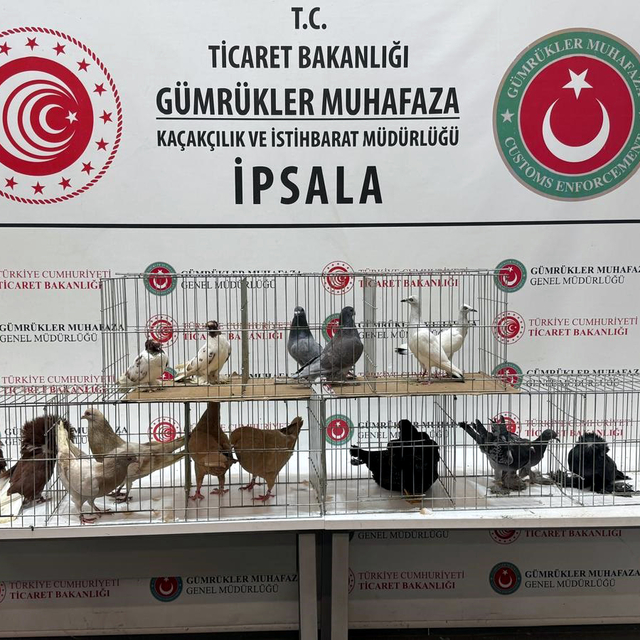 İpsala'da kaçak hayvanlar ele geçirildi