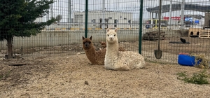 İpsala Sınır Kapısı'nda minibüste cins hayvanlar ele geçirildi