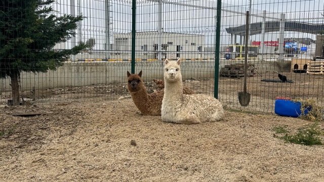 İpsala Sınır Kapısı'nda minibüste cins hayvanlar ele geçirildi