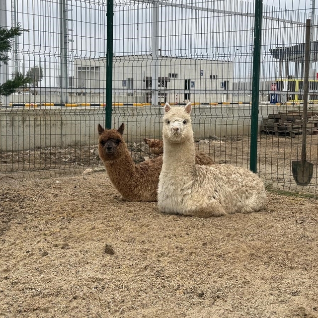 İpsala Sınır Kapısı'nda minibüste cins hayvanlar ele geçirildi