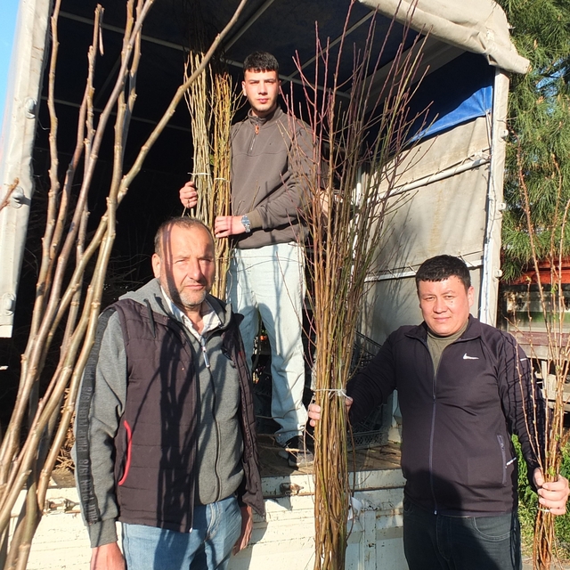 Burhaniye'de meyvecilik gelişiyor