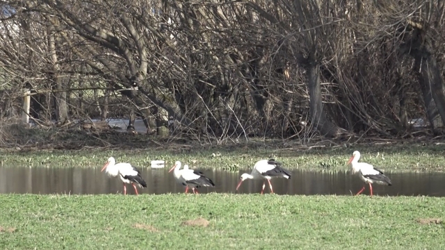 Baharın müjdecisi leylekler görsel şölen oluşturdu