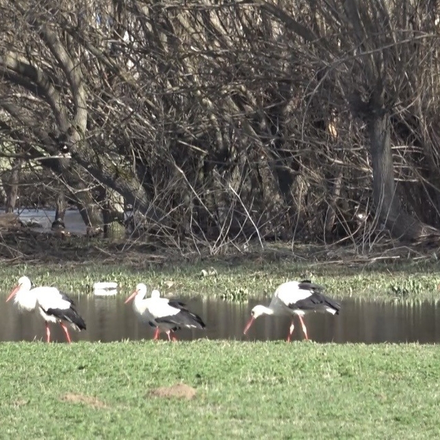 Baharın müjdecisi leylekler görsel şölen oluşturdu