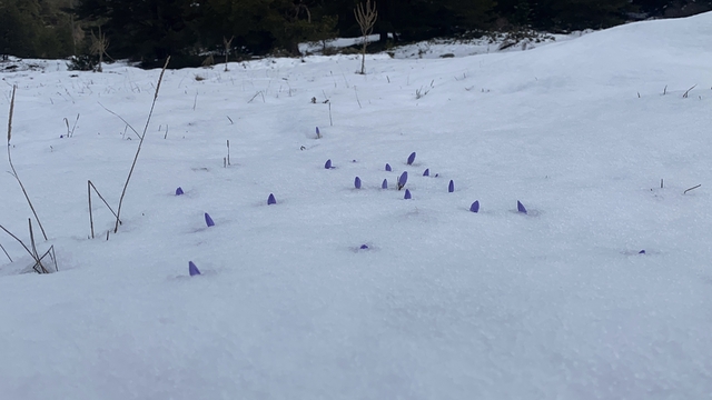 Bolu'da açan çiğdemler kar altında kaldı