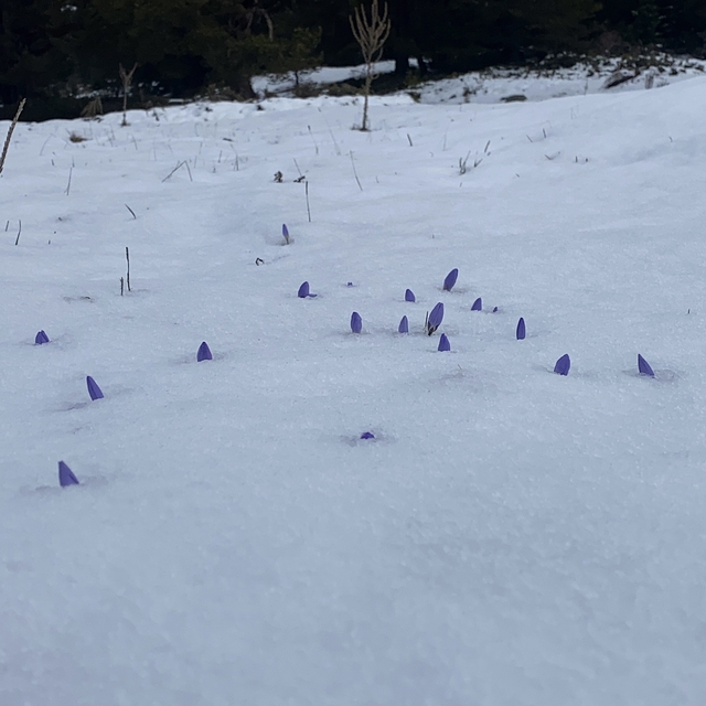 Bolu'da açan çiğdemler kar altında kaldı