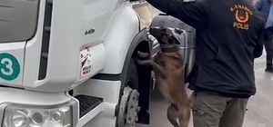 TIR'da 53 kilo skunk ele geçirildi; 2 gözaltı