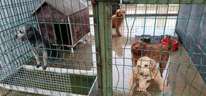 Edirne'de operasyonla 88 köpek kurtarıldı